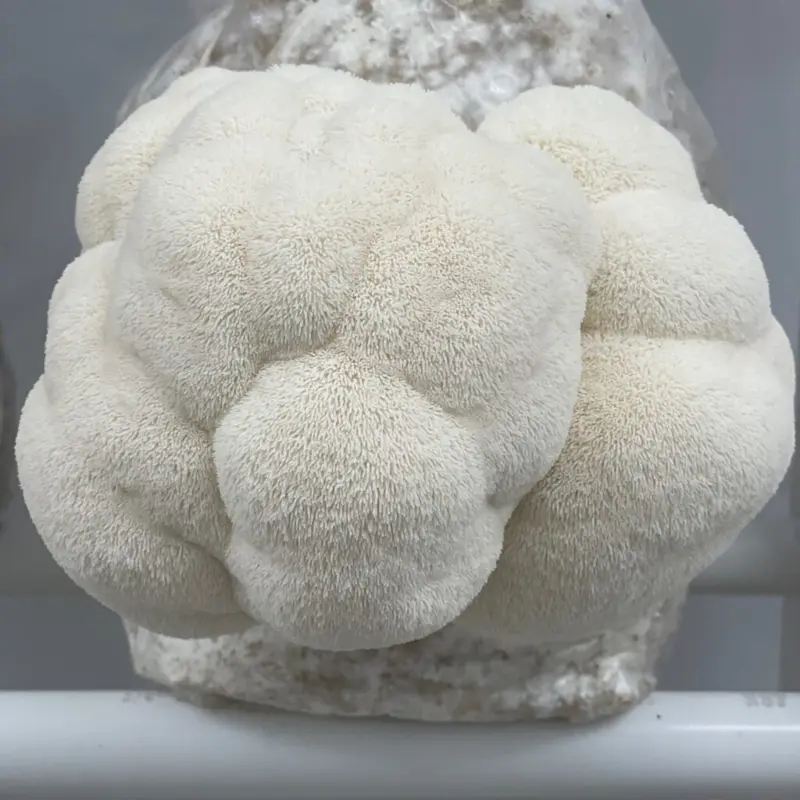 A large lion's mane mushroom fruiting from a grow bag