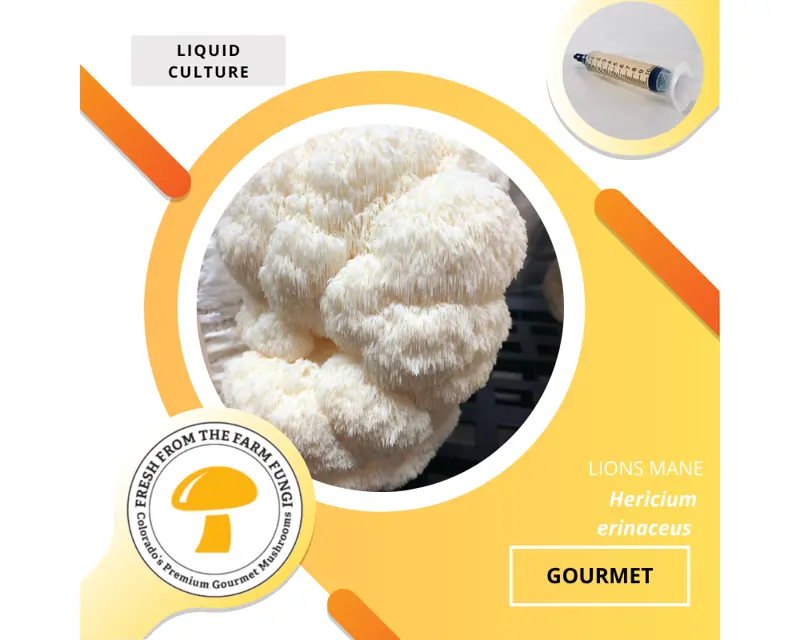 Lion's Mane (Hericium erinaceus)